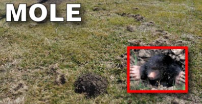 How to get rid of moles in the yard.