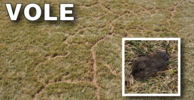 How to get rid of voles using mouse traps.