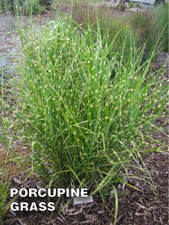 Porcupine Grass