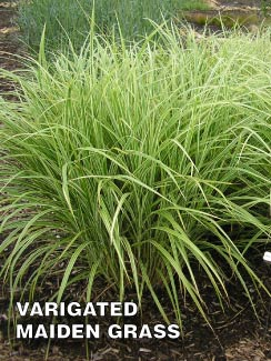 Japanese Silver Grass