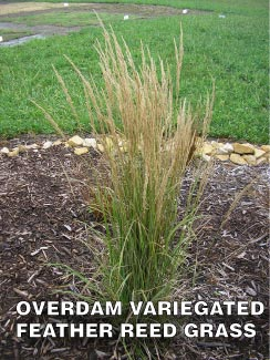 Overdam Variegated Feather Reed Grass