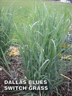 Dallas Blues Switch Grass