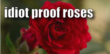 Idiot Proof Rose Best Varieties